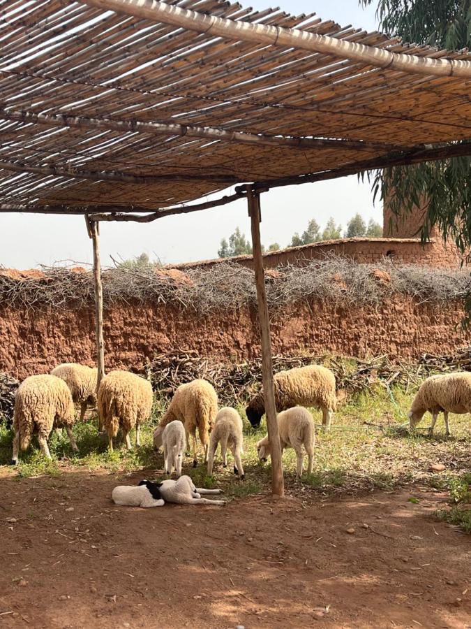Dar Tasmayoun Aït Ourir Dış mekan fotoğraf
